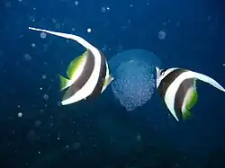 Heniochus acuminatus