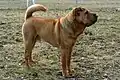 Shar Pei (China)