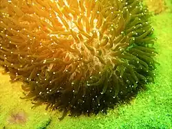 Detalle de tentáculos expandidos con puntas blancas