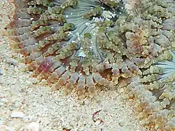 Detalle de tentáculos periféricos