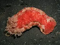 Ejemplar adulto de H. sanguineus reptando