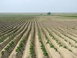 Cosecha de patata en Hellschen-Heringsand-Unterschaar.
