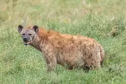 Hiena manchada (Crocuta crocuta).