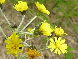 Hieracium japonicum