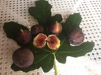 Higo 'Carballar Negra' vista del ostiolo, sobre hoja de rama joven.