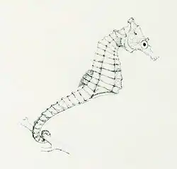 Hippocampus camelopardalis