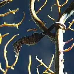 Hippocampus mohnikei