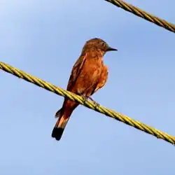 Hirundinea ferruginea Cliff Flycatcher