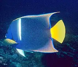 Ejemplar adulto en Galápagos.