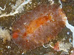 Hoplodoris bifurcata