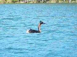 Huala en laguna grande.