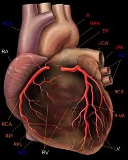 Corazón humano con las arterias coronarias.