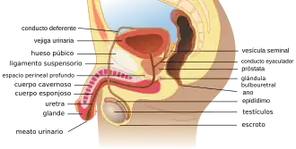 Capítulo XI: aparato genital masculino, vista lateral.