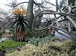 Aloe marlothii en floración, con Ceiba speciosa y euphorbia