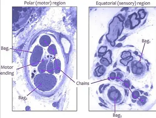 Huso neuromuscular. Corte transversal. Bag = Fibras de bolsa nuclear y Chain = Fibras de cadena nuclear Microscopía óptica.