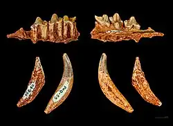 Hyaenodon Filholi MHNT