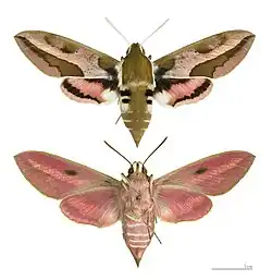 Hyles euphorbiae
