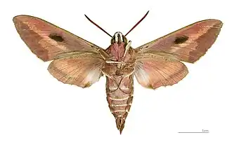 Esfinge de la lechetrezna♂△