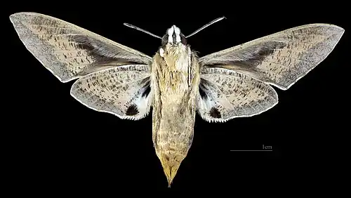 Dorso de la hembra (coll.mhNT)