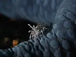 Ejemplar juvenil de H. picta en Lembeh, Indonesia