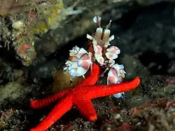H. picta comenzando a voltear una Fromia milleporella