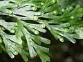 Hymenophyllum