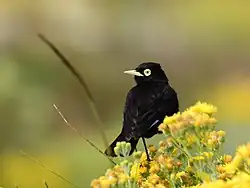 Macho de picoplata (Hymenops perspicillatus).