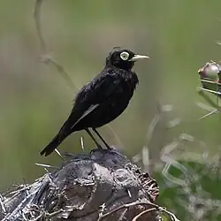 Hymenops perspicillatus Spectacled Tyrant