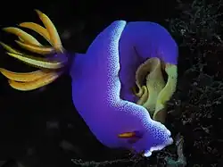 Hypselodoris apolegma