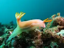 Hypselodoris bullockii