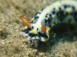 Hypselodoris infucata