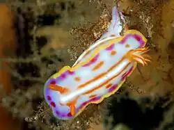 Hypselodoris kaname