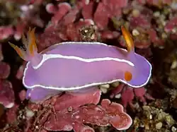 Hypselodoris shimodaensis