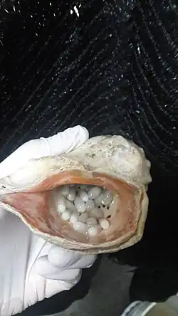 puesta de huevos de pulpito obtenidos en cautiverio