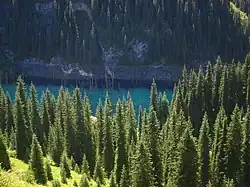 Bosque de Spruce de Schrenk