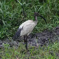 Ibis sagrado (Threskiornis aethiopicus).