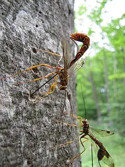 La avispa parasitoide Megarhyssa macrurus depositando huevos a través de la madera, cuerpo c. 50 mm de largo, ovipositor c. 100 mm.