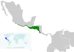 Distribución de I. pectoralis