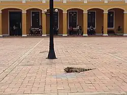 La iguana es una especie común en el casco urbano de Barranquilla.