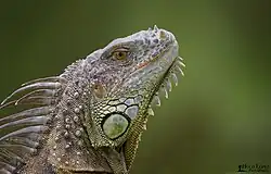 Iguana verde en Florida