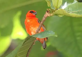 Foudia madagascariensis en isla Curieuse