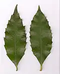 Hoja de Daphnandra johnsonii (izquierda), sasafrás australiano (derecha)