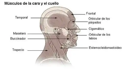 Músculos de la cara y cuello