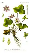 Ilustración de Hepatica triloba (sinónimo de Hepatica nobilis) en Flora Batava of Afbeelding en Beschrijving van Nederlandsche Gewassen, Otto Wilhelm Thomé, 1853.