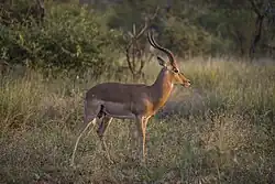 Impala (Aepyceros melampus)