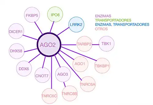 Interacciones de la proteína AGO2 con otras moléculas, clasificadas con la leyenda de la esquina derecha superior de la imagen.