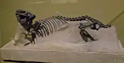 Esqueleto de Interatherium excavatus