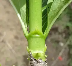 Estípulas interpeciolares, de diferentes hojas soldadas entre sí en el mismo nudo, en la familia Rubiaceae.