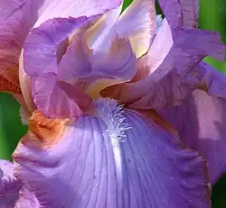 Iris 'Amethyst Flame'. Guías de néctar y "barba" ("beard").