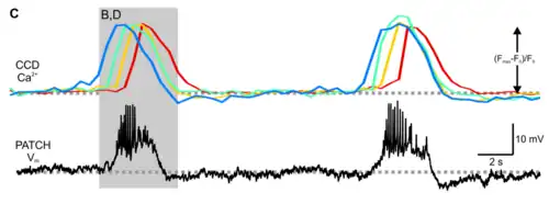 Oscilaciones consecutivas típicas del potencial eléctrico de un islote aislado (línea en negro). Vm = voltaje de membrana; mV = milivoltios; s = segundos. Electrofisiología.